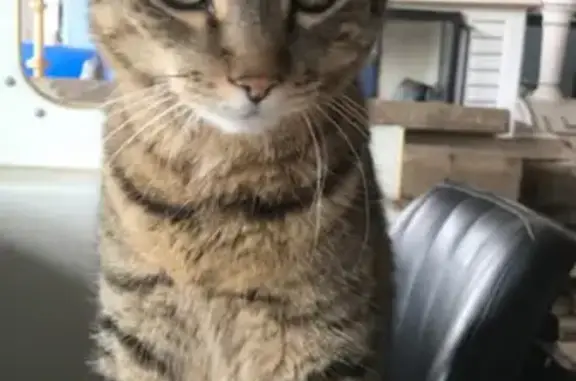 Chat Européen gris tigré disparu - photo