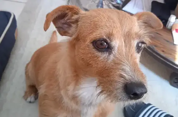 Chienne beige croisée perdue à Blanzat - photo