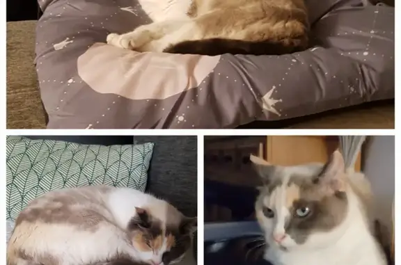 Chat perdu, , photo: Chatte craintive perdue rue Principale, Louans