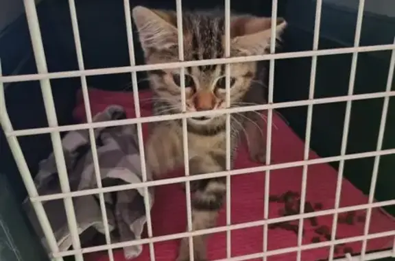 Chaton trouvé, environ 2 mois, Val-de-Reuil - photo