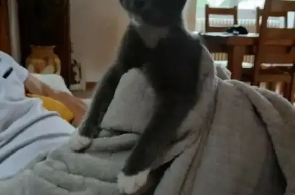 Chaton gris-blanc trouvé à Lourdes (65100) - photo