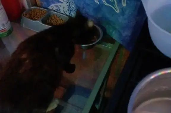 Chatte écaille de tortue enceinte trouvée à Cérons - photo