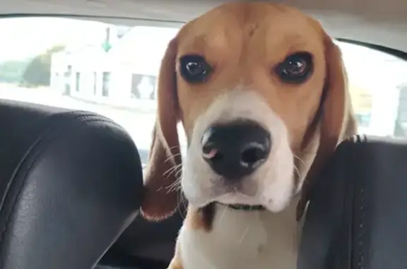 Jeune beagle trouvé, joueur et sain à Louannec - photo