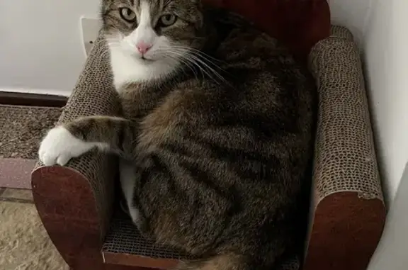 Chat Tucker Disparu à Maidières - photo