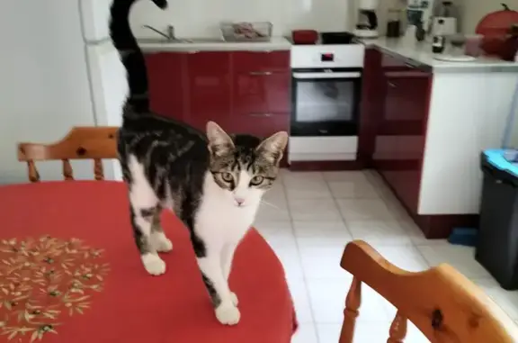 Chat trouvé , photo: Chaton femelle tigrée trouvé à Éréac