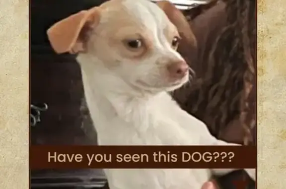 Missing Chihuahua: White with Brown Patches