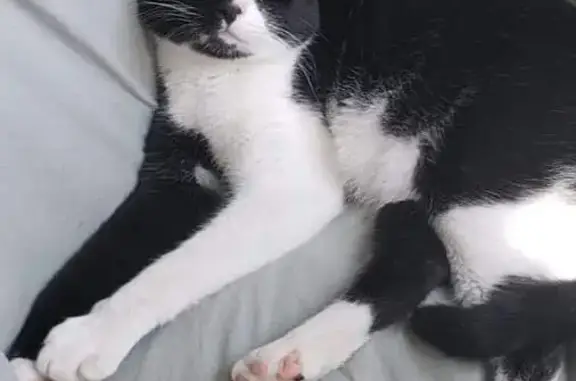 Missing Skittish Black & White Cat, Vine Grove