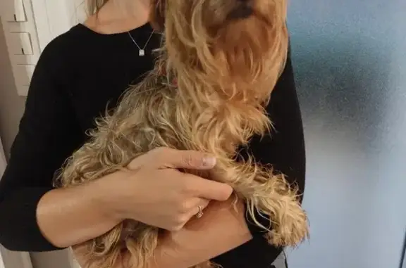 Chien trouvé à Vielverge, urgence SPA demain - photo