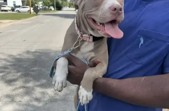 Found Gray Pit Mix on S. St. Marks Ave, Chatt