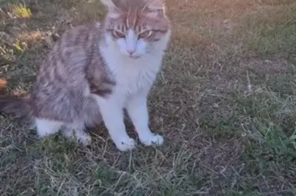 Chat gris tigré et blanc disparu à Bourgneuf - photo