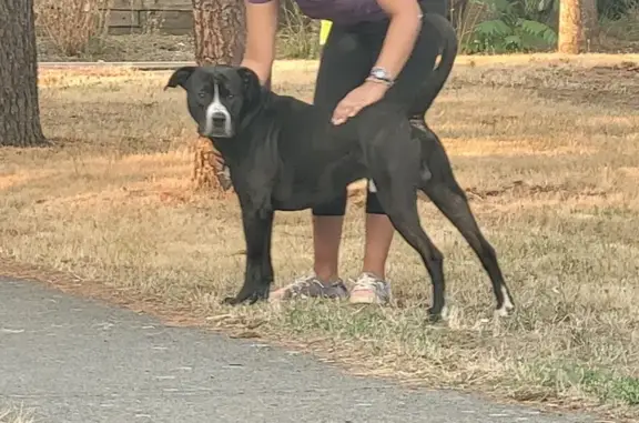 Found Dog Near 170th Ave: Black with White Patches