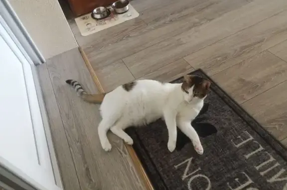 Chat blanc tigré perdu à Aulhat-Flat - photo