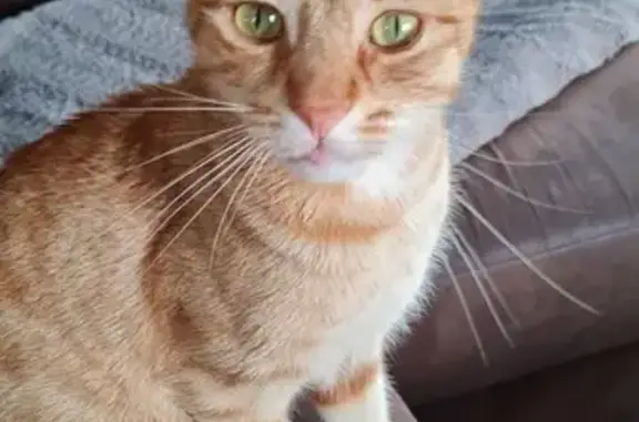 Chat perdu, , photo: Chat roux mâle disparu à Rogny