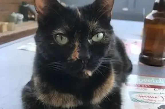 Chat perdu, Arles, photo: Chatte écaille de tortue disparue à Arles