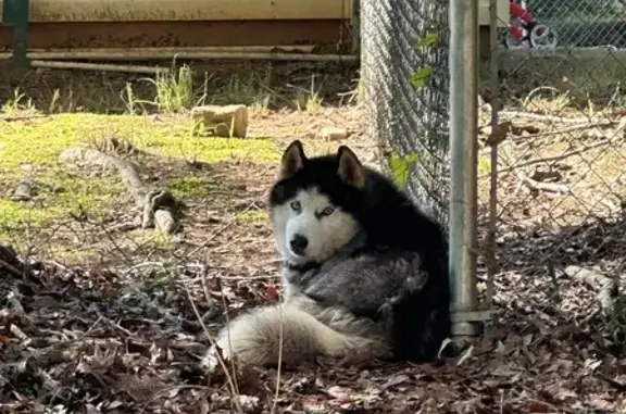 Found Energetic Husky with Blue Eyes in Locust Grove