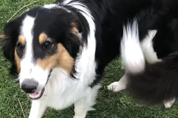 Lost Timid Tricolour Collie on Boulder Rd