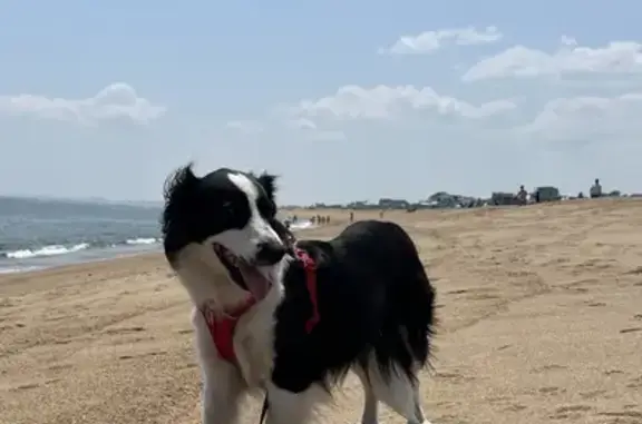 Lost Border Collie X, Black/White, Concord