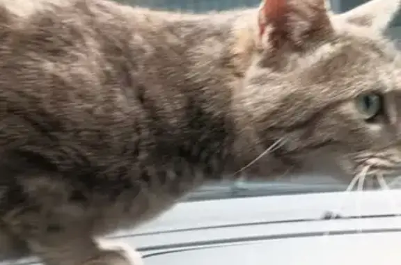 Animaux trouvés Billom, photo: Chat trouvé sans collier ni tatouage à Billom