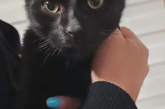 Chaton mâle noir trouvé à Dettwiller - photo