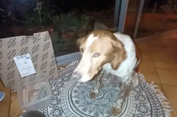 Chien Petite Épagneulle trouvé Montesquieu - photo