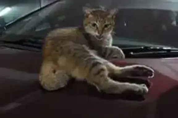 Missing Cat: Green Eyes, Short Tail in CCK