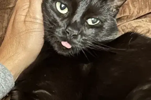 Animaux perdus , photo: Chat noir KIKU disparu, Échirolles
