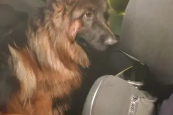 Chien trouvé à Toulon, identifié 