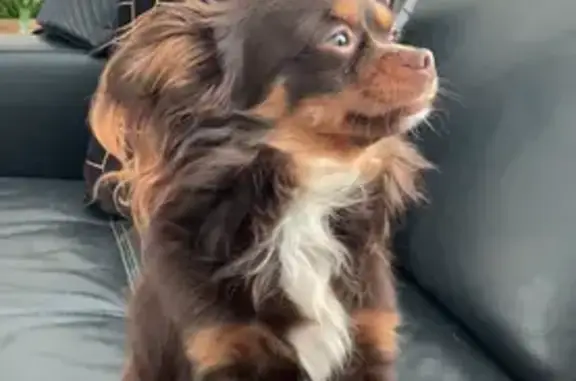 Chien disparu sur l'A6 : Aidez-nous à retrouver Vinnie - photo