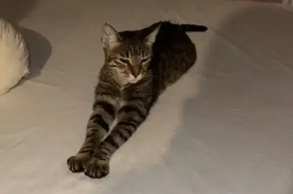 Chat trouvé à Toulon, cherche nouvelle famille - photo