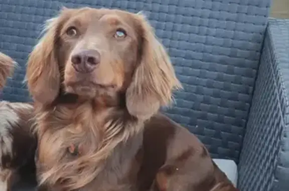 Chien perdu : teckel marron, répond à Tikle - photo