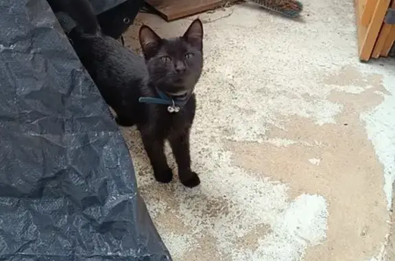 Chat trouvé , photo: Chaton noir trouvé avec colliers bleus à Narbonne