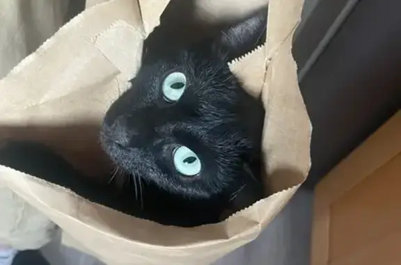 Animaux perdus Mennecy, photo: Chat noir femelle perdu à Mennecy
