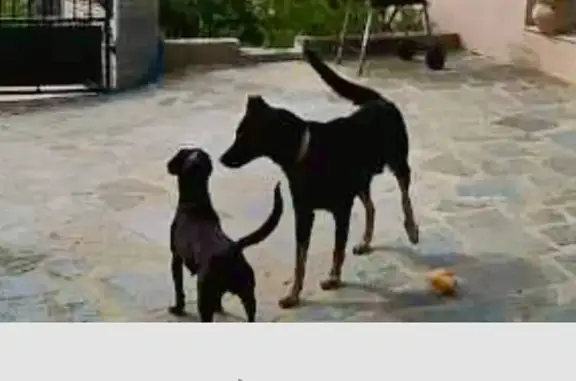 Chien perdu : Beauceron croisé Border, collier orange - photo