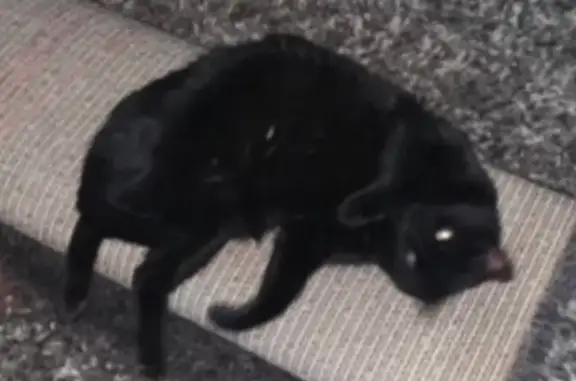 Animaux perdus Langon, photo: Chat noir disparu, 16 ans, Langon