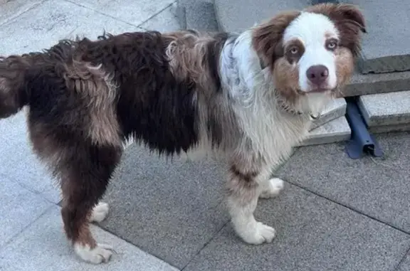Chien perdu Tenteling, photo : Berger australien 8 mois disparu à Tenteling