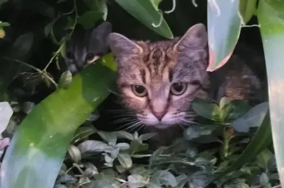 Chatte trouvée avec 2 chatons rue Louvrier - photo
