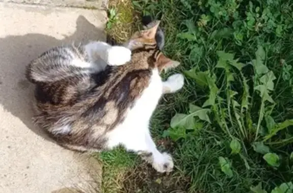 Chat trouvé amaigri à Audincourt - photo