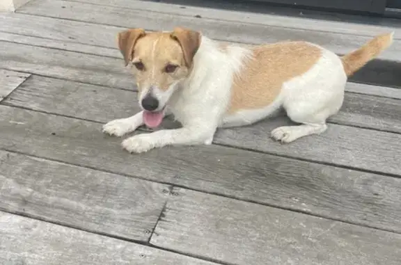 Jack Russel blanc/marron trouvé à Rennes - photo