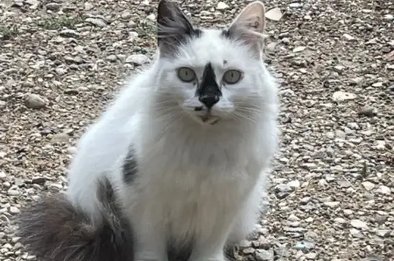 Chat trouvé rue de Flesselles, Lyon - photo