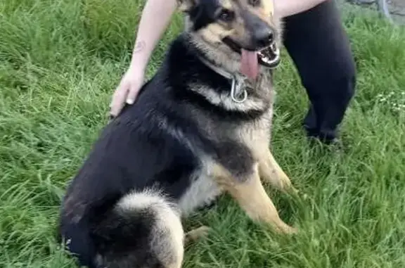 Chien perdu : Berger allemand noir à Pordic - photo