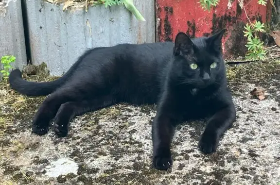 Animaux perdus , photo: Chat craintif perdu, Clairefontaine-en-Yvelines