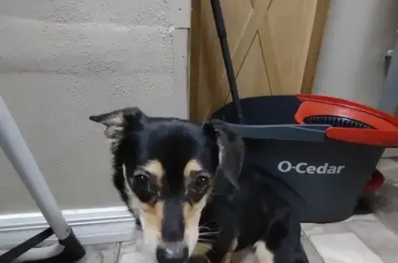 Found: Tri-Color Chihuahua Mix in Ocala