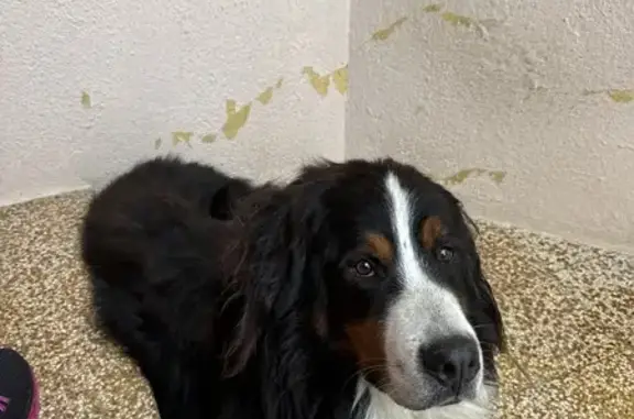 Chien perdu trouvé avec un autre chien blanc - photo