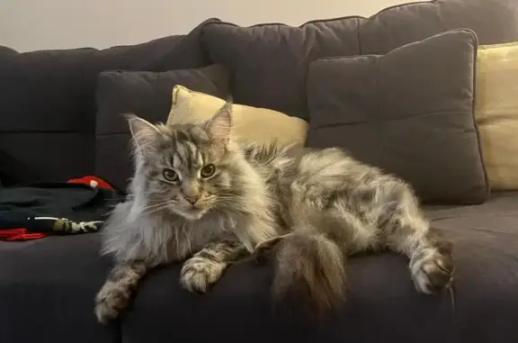 Maincoon gris et blanc perdu à Boissise - photo