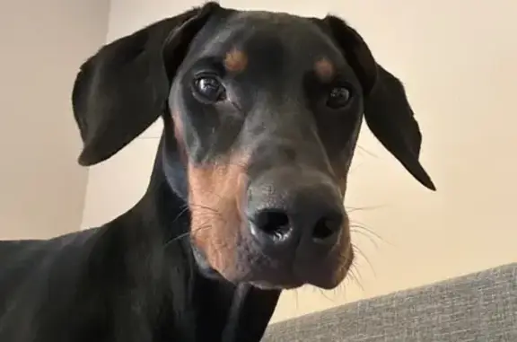 Lost Doberman Atlas: Last Seen on Cole Ave SE