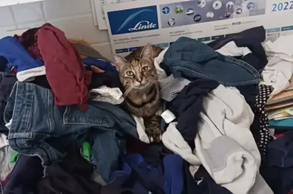 Animaux perdus Bonnes, photo: Chatte tricolore perdue, répond au nom Tagada