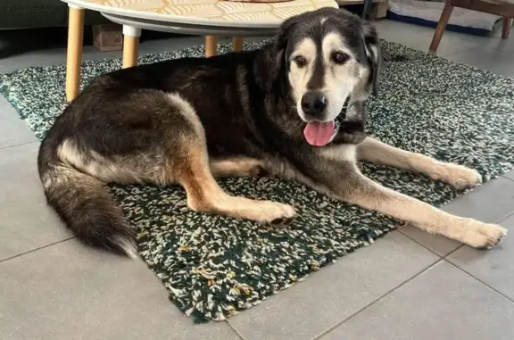 Chien mâle trouvé à Bruz, non castré - photo