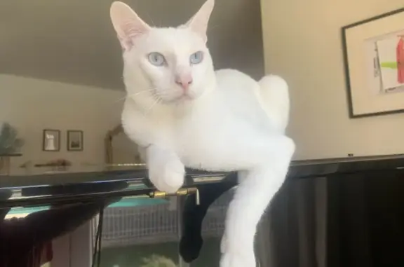 Animaux perdus Maraussan, photo: Chat russe blanc mâle castré perdu à Maraussan