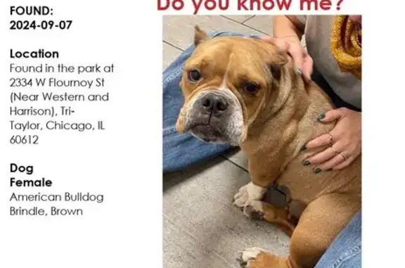 Found Brindle Bulldog, 4-6 Yrs, Chicago Park