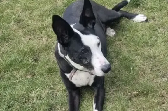 Animaux perdus , photo: Chien noir et blanc perdu à Bondy